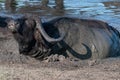 water buffalo enjoying the mud Royalty Free Stock Photo