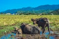 Water Buffalo Family calf lie Together in field puddle, looking at camera, meadow grass, sunny clear sky, forested Royalty Free Stock Photo