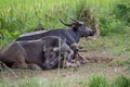 Water Buffalo family