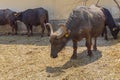 Water Buffalo Farm Royalty Free Stock Photo