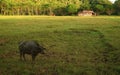 Water buffalo on the farm Royalty Free Stock Photo