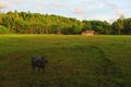 Water buffalo on the farm Royalty Free Stock Photo