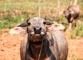 Water buffalo on a farmer field in vietnam Royalty Free Stock Photo