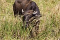 Water Buffalo feeding in the rice fields on northern Luxon Royalty Free Stock Photo