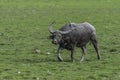 Water Buffalo in the grasslands of Kaziranga.