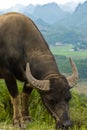 Water buffalo grazing Royalty Free Stock Photo