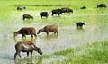 Water buffalo grazing Royalty Free Stock Photo