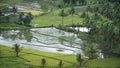 Water buffalo rice fields bohol philippines