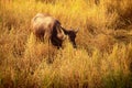 Grazing Water Buffalo in the ricefield Royalty Free Stock Photo