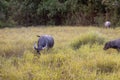 Water Buffalo Grazing in Cambodia Royalty Free Stock Photo