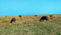 Water buffalo grazing grass in meadows in park at india Royalty Free Stock Photo