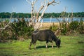 Sri Lankan Water Buffalo in Wilpattu National Park Royalty Free Stock Photo