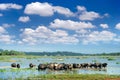 Water buffalo grazing Royalty Free Stock Photo