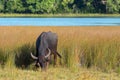 Water Buffalo grazing in morning sunlight in Wilpattu National Park in Sri Lanka Royalty Free Stock Photo