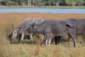 Water Buffalo grazing in morning sunlight in Wilpattu National Park in Sri Lanka Royalty Free Stock Photo