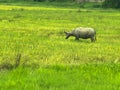 A water buffalo grazing in a rice field in northern vietnam Royalty Free Stock Photo