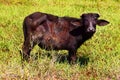 Water Buffalo grazing Royalty Free Stock Photo