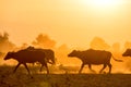 Water buffalo grazing at sunset next to the river Strymon Royalty Free Stock Photo