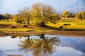 Water buffalo grazing at sunset next to the river Strymon Royalty Free Stock Photo