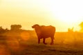 Water buffalo grazing at sunset next to the river Strymon Royalty Free Stock Photo