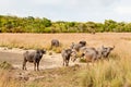 Water buffalo herd in Asia. Animals with horns, grass and nature. Natural habitat. Wilpattu National Park in Sri Lanka. Royalty Free Stock Photo