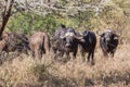 Buffalos Animals Bush Wildlife