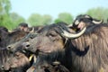 Water buffalo, Hortobagy National Park, Hungary