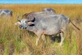 Water Buffalo illuminated in morning sunlight in Wilpattu National Park in Sri Lanka Royalty Free Stock Photo