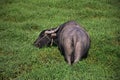 The water buffalo inside the green grass field. Royalty Free Stock Photo