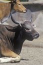 Water Buffalo, Javan Benteng, Bos Javanicus Javanicus, San Diego Zoo, CA Royalty Free Stock Photo