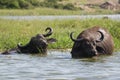 Water buffalo - Kazinga Channel Uganda