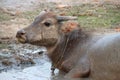water buffalo at khone island - laos Royalty Free Stock Photo