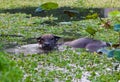 Water buffalo in lake