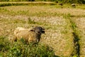 Water buffalo, Laos Royalty Free Stock Photo