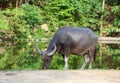 Water buffalo (Local Thailand buffalo)