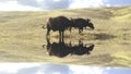 Water buffalo mirror image