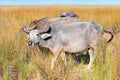 Water Buffalo in morning sunlight in Wilpattu National Park in Sri Lanka Royalty Free Stock Photo