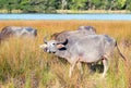 Water Buffalo in morning sunlight in Wilpattu National Park in Sri Lanka Royalty Free Stock Photo