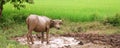 Water Buffalo in Mud