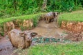 Water buffalo in a mud pool in the Philippines. Royalty Free Stock Photo
