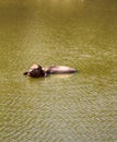 Water Buffalo in the muddy Indian river