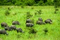 Water Buffalo National Park Uganda