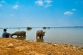 Water buffalo in and near Mekong River in Kratie, Cambodia