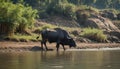 Water buffalo  near river Royalty Free Stock Photo