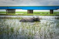 Water buffalo