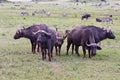 Water Buffalo Protecting a Calf Royalty Free Stock Photo