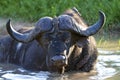 Water Buffalo in Puddle Royalty Free Stock Photo