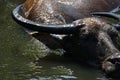 water buffalo in a puddle Royalty Free Stock Photo