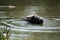 water buffalo in a puddle Royalty Free Stock Photo