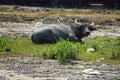 Water buffalo in a puddle Royalty Free Stock Photo